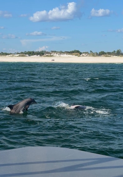 Dolphins swimming in the ocean with a beach and dunes in the background. 4