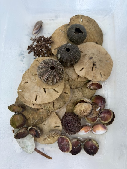 A collection of seashells and seaweed on a white surface. 3