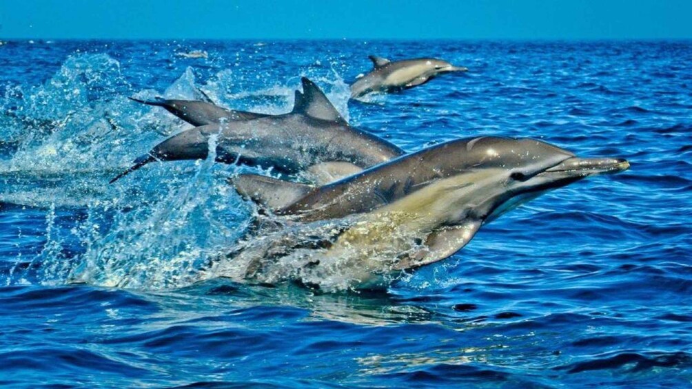 Dolphins jumping out of the water in a blue ocean. 2