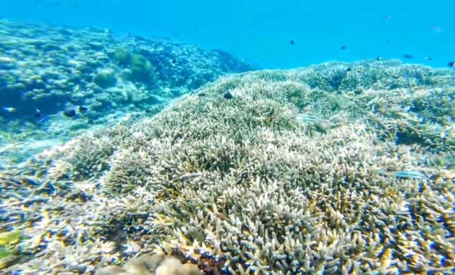 A coral reef with various fish species and a clear blue ocean background. 4