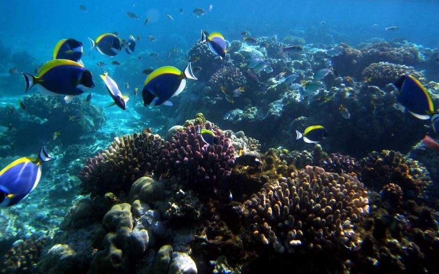A coral reef with various fish species, including blue and yellow fish, and diverse coral formations. 1