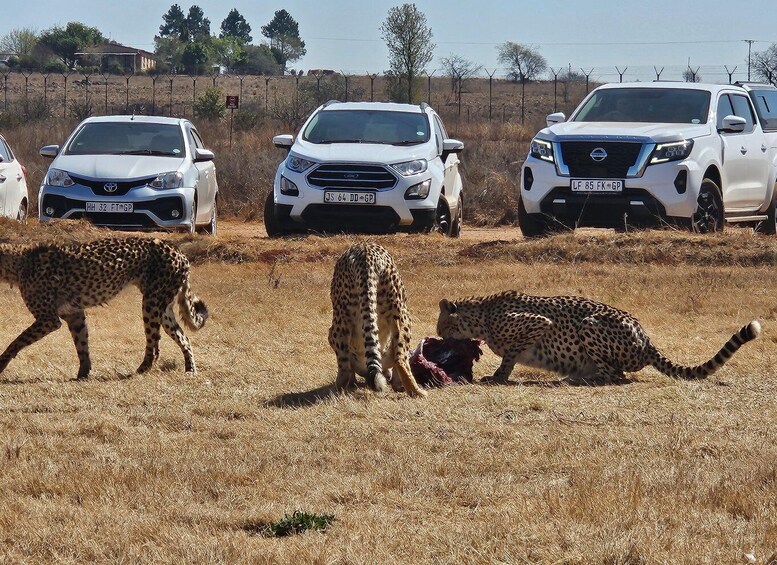 Three cheetahs in a field with three white vehicles in the background. 3
