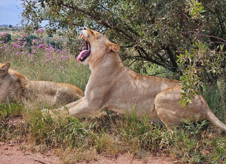 A lioness roaring in a grassy savannah with trees and purple flowers in the background. 1