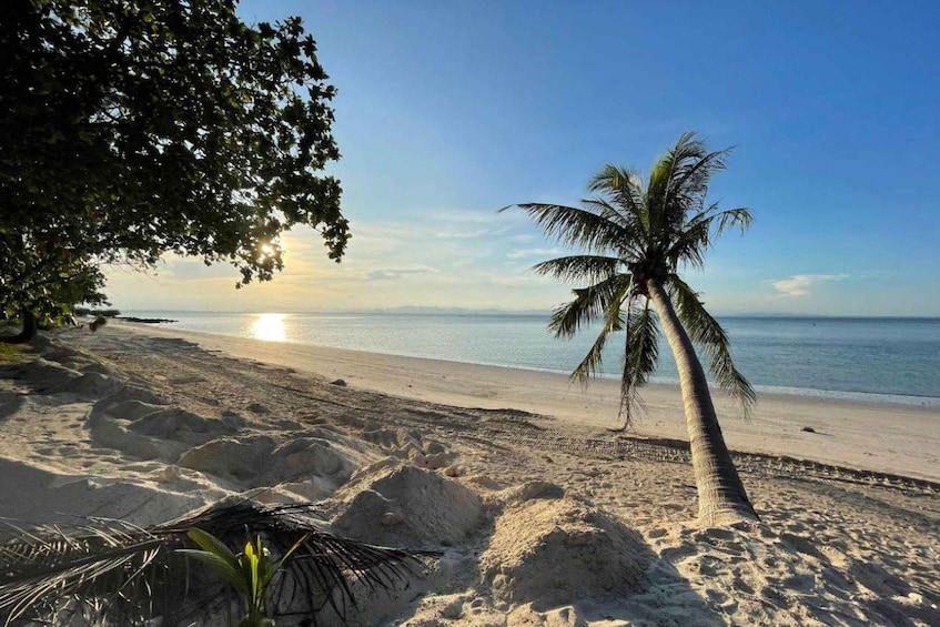 A beach with a palm tree and a sunset. 1
