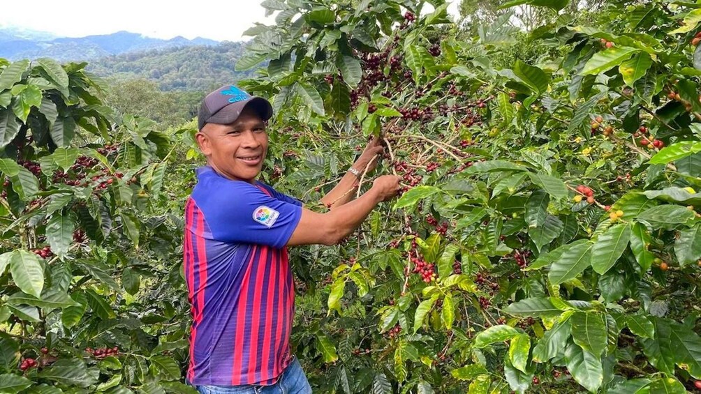 A person harvesting coffee cherries from a coffee plant. 4