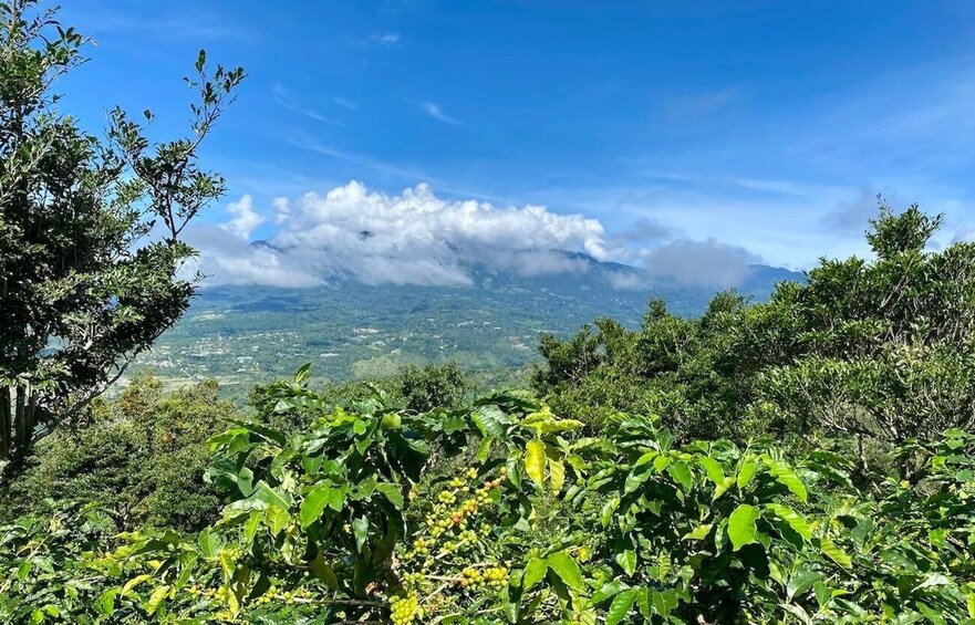 A mountainous landscape with lush greenery and a clear blue sky. 3