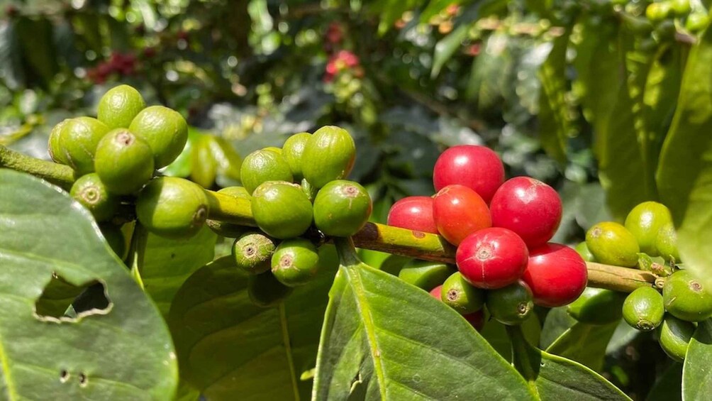 A branch with clusters of green and red berries, surrounded by green leaves. 5