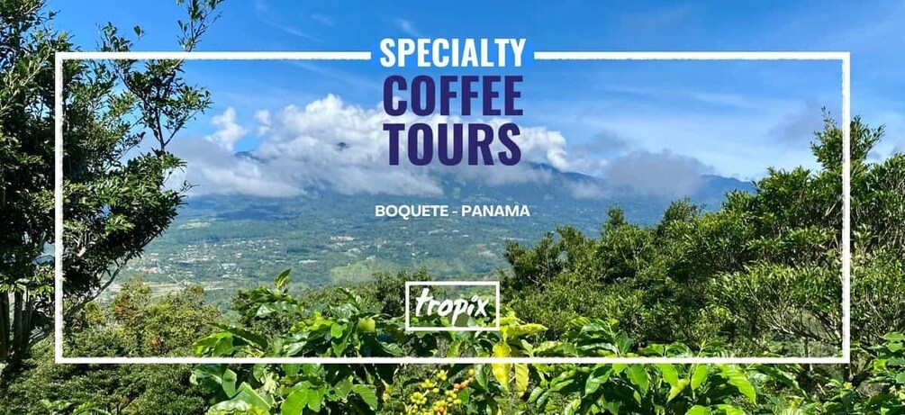 A coffee plantation in Boquete, Panama with a clear view of the landscape. 1