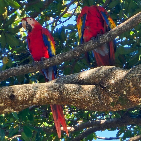 Two colorful macaws perched on a tree branch. 3