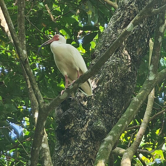A white bird perched on a tree branch surrounded by green foliage. 5