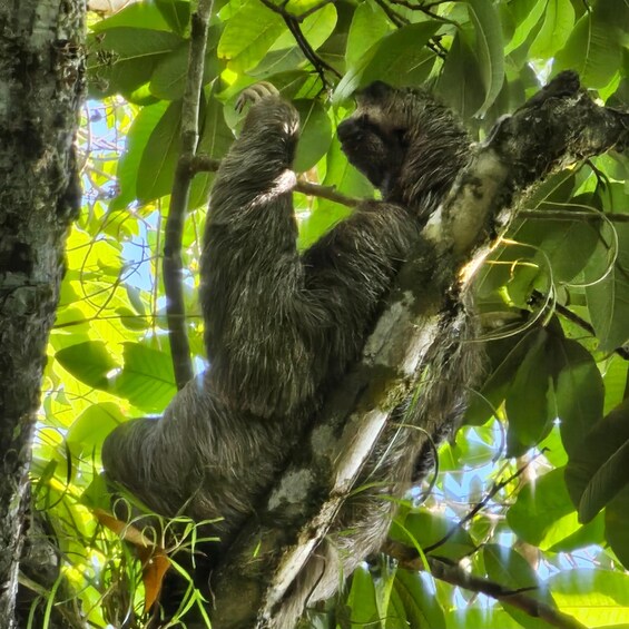 A sloth hanging from tree branches in a forest. 5