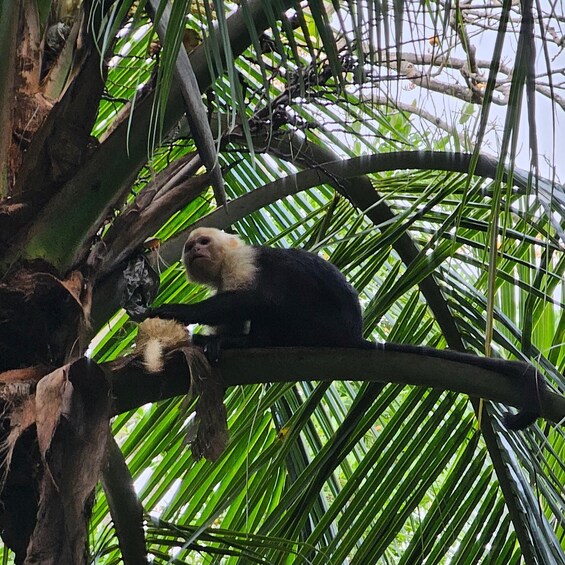 A sloth hanging from a tree branch amidst dense green foliage. 2