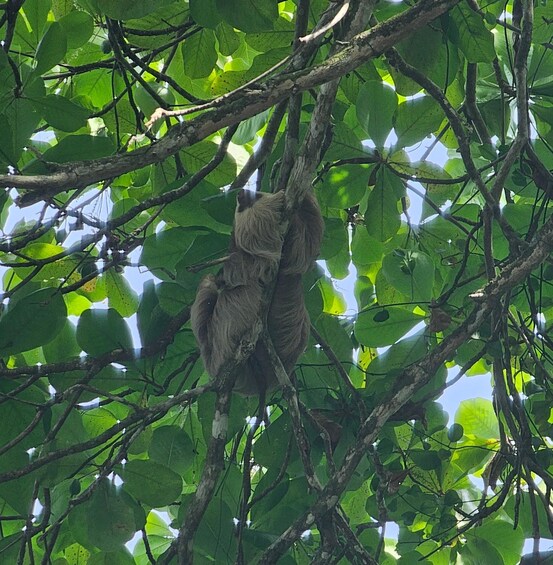 A monkey clinging to a tree branch amidst dense foliage. 1