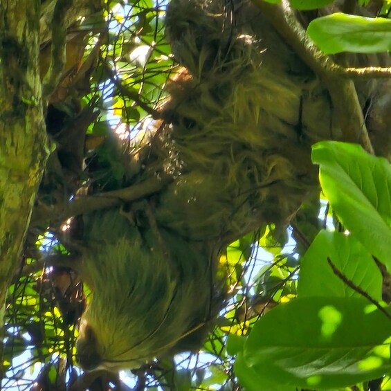 A tree with a hanging nest. 4