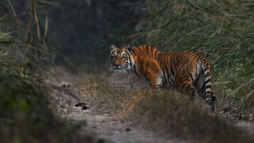 A tiger walking on a dirt path surrounded by grass and foliage. 1