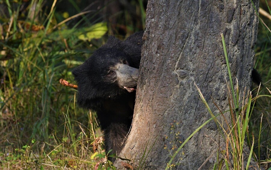 A black bear near a tree in a grassy area. 3