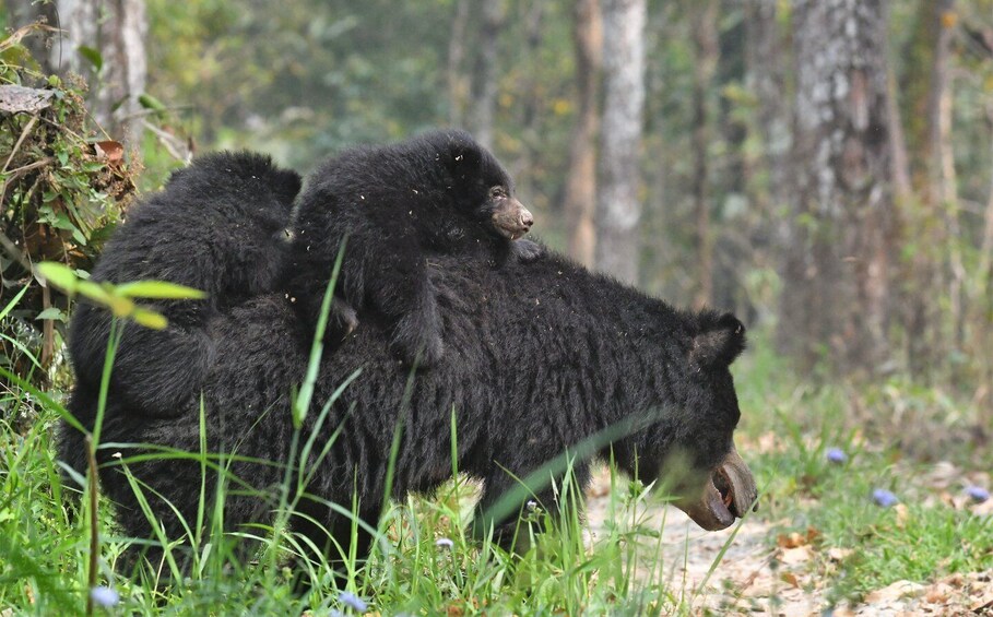 Two bears in a forested area with grass and trees. 5