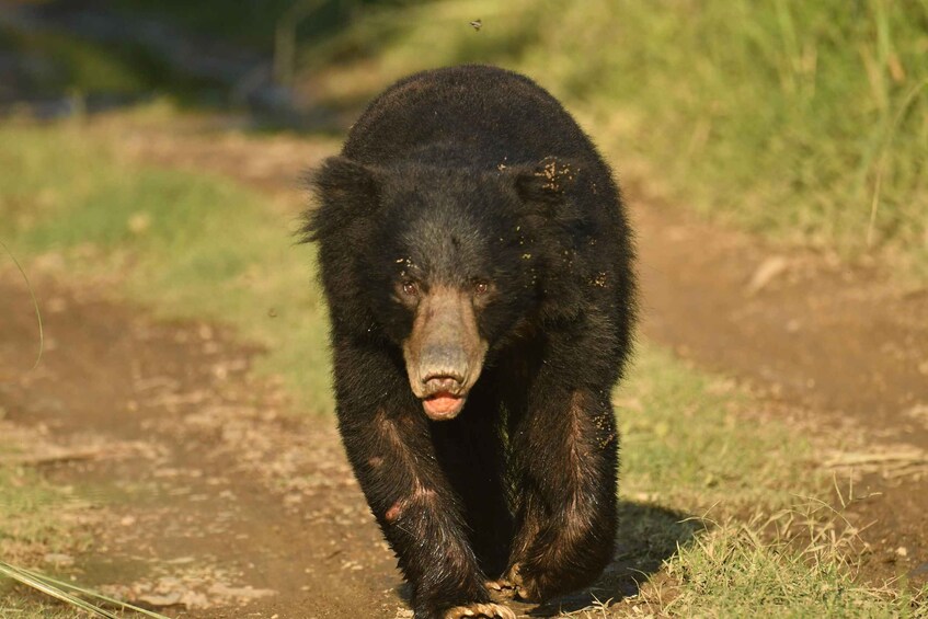 A black bear walking on a dirt path in a grassy area. 2