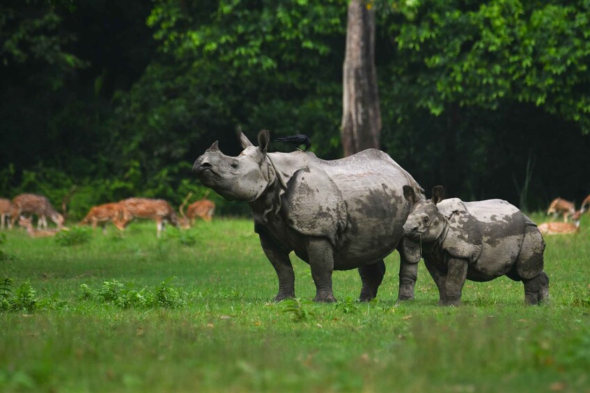 Two rhinos in a grassy field with trees in the background. 4