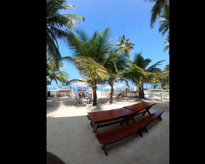 A beach with wooden picnic tables, palm trees, and a clear blue sky. 5
