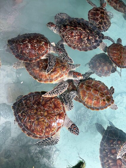A group of sea turtles swimming in clear water. 1