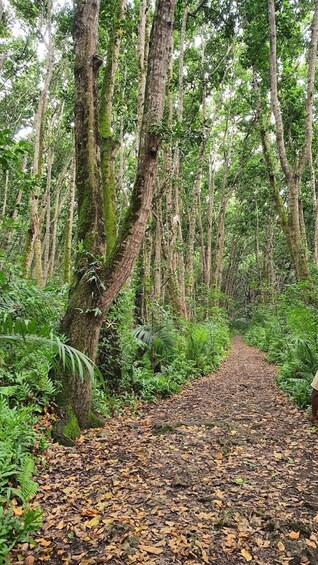 A forest path with trees and ferns. 2