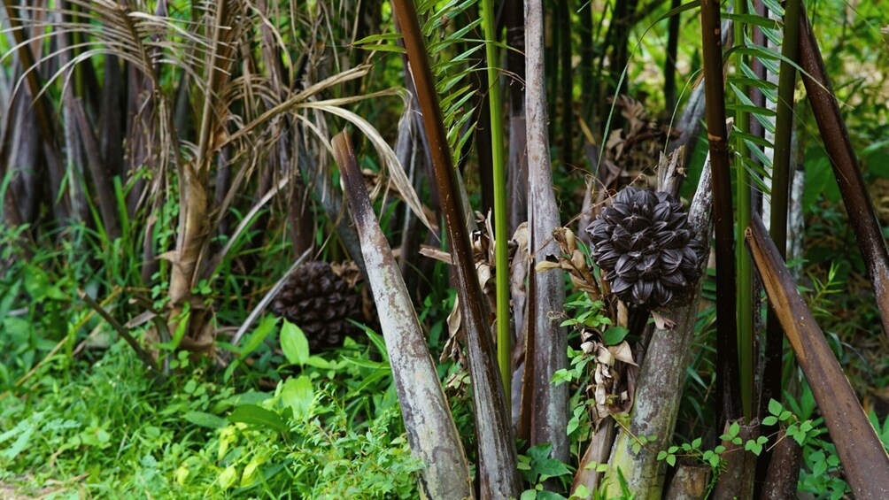 A dense tropical forest with various plant species, including a prominent large tree with a dark, round fruit. 2