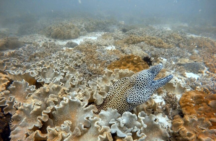 A leopard shark camouflaged among coral reefs. 4