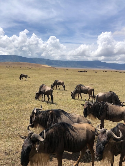 A herd of wildebeests grazing in a grassy field with mountains in the background. 1