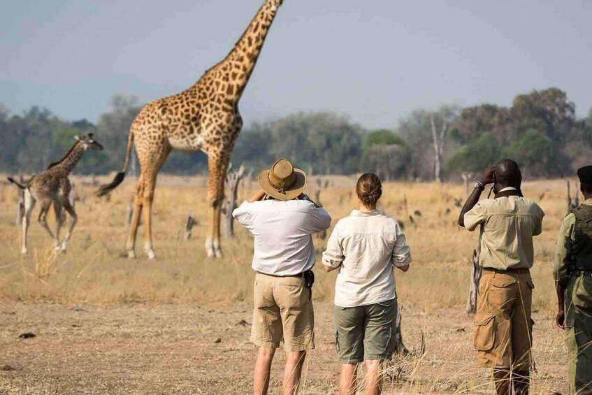 A group of people observing giraffes in a dry grassland with trees in the background. 2
