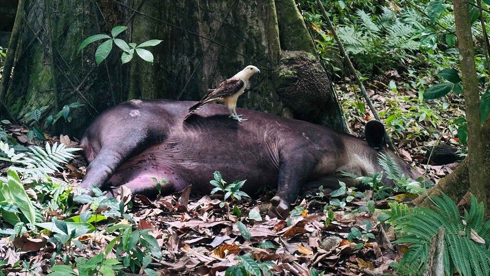 A large animal lying on the forest floor, surrounded by fallen leaves and ferns. 5