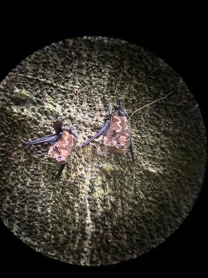 Two bats hanging upside down on a textured surface. 4