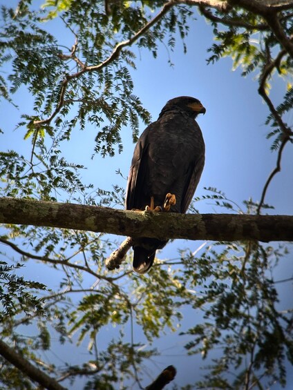 A bird perched on a branch. 3