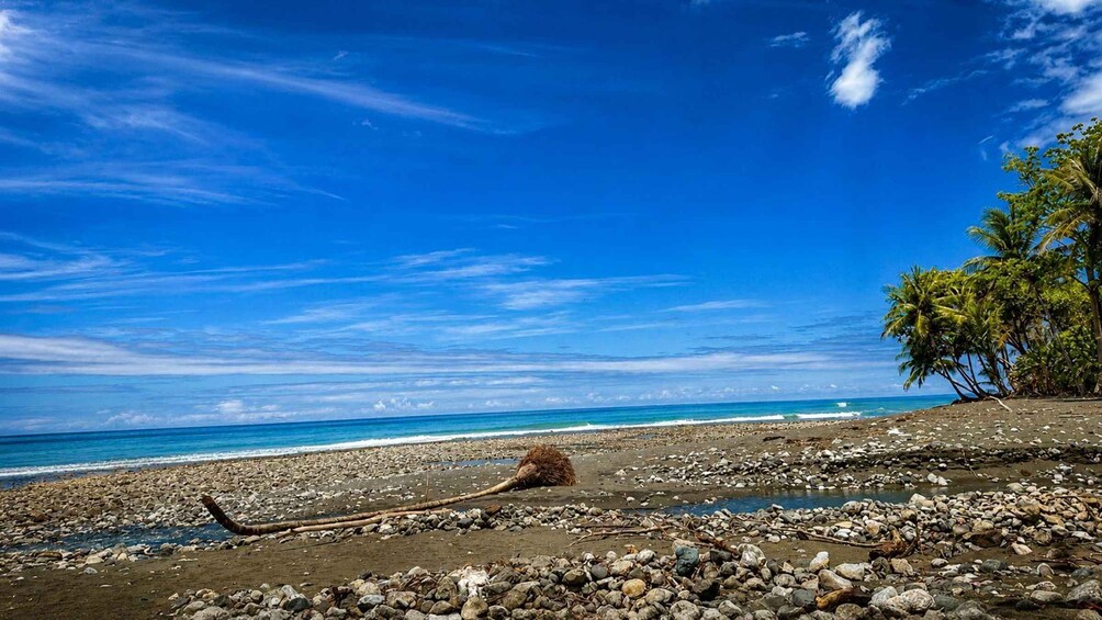 A beach with scattered rocks, a fallen tree, and palm trees in the background. 2