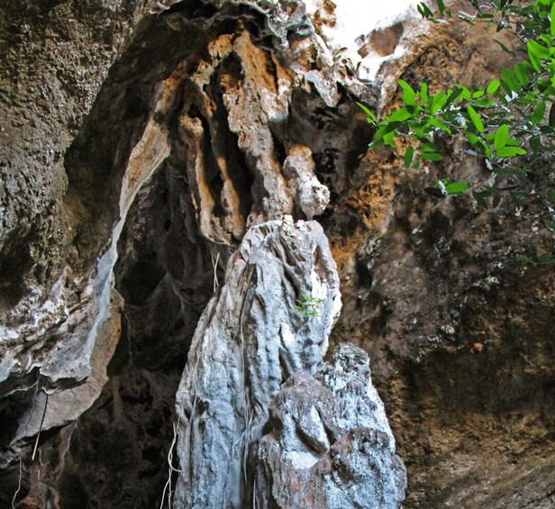 A cave with stalactites and a tree branch. 2
