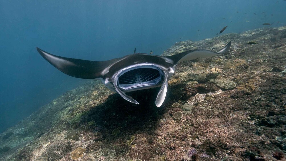 A manta ray swimming underwater with a rocky seabed and sparse marine life. 4