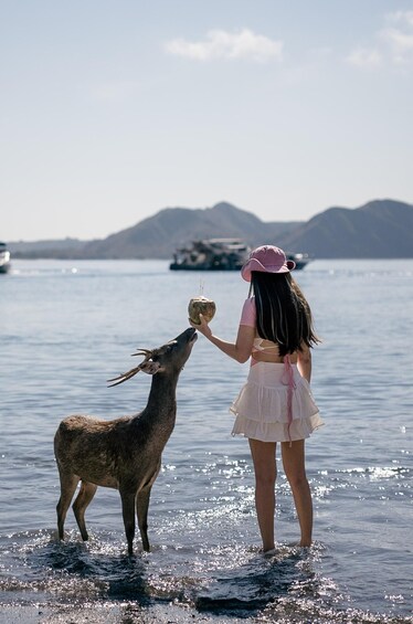 A person feeding a goat by the water's edge with mountains in the background. 2