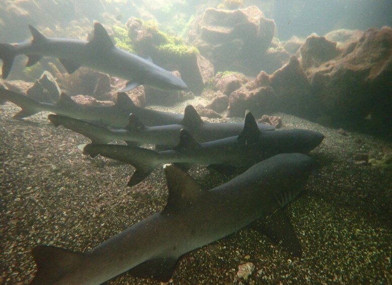 Several sharks swimming near rocky underwater terrain. 3