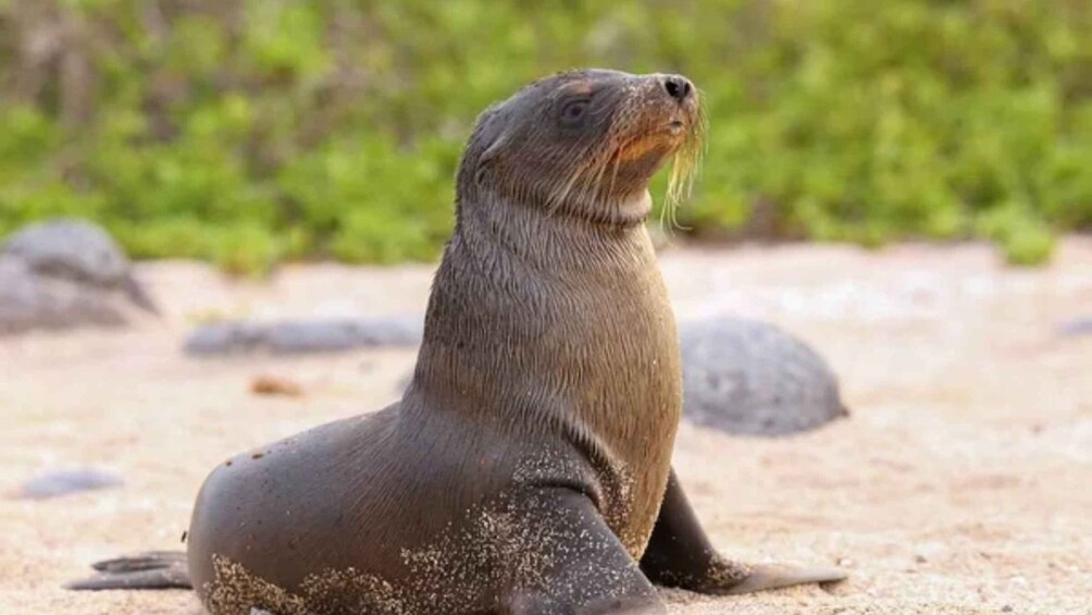 A seal on a sandy beach with rocks and greenery in the background. 4