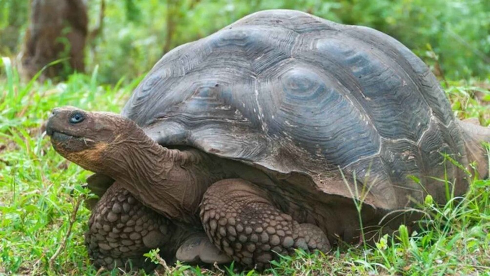 A tortoise on grass. 5