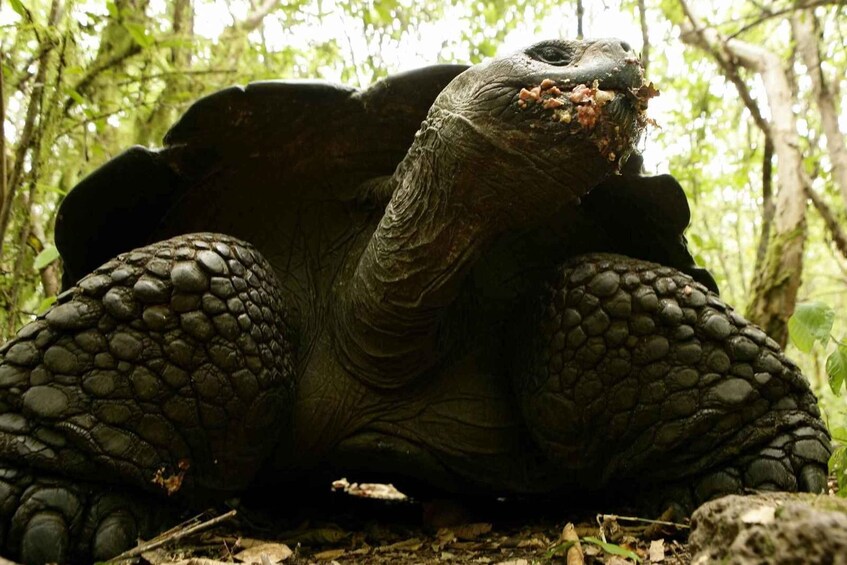 A large tortoise in a forested area. 1