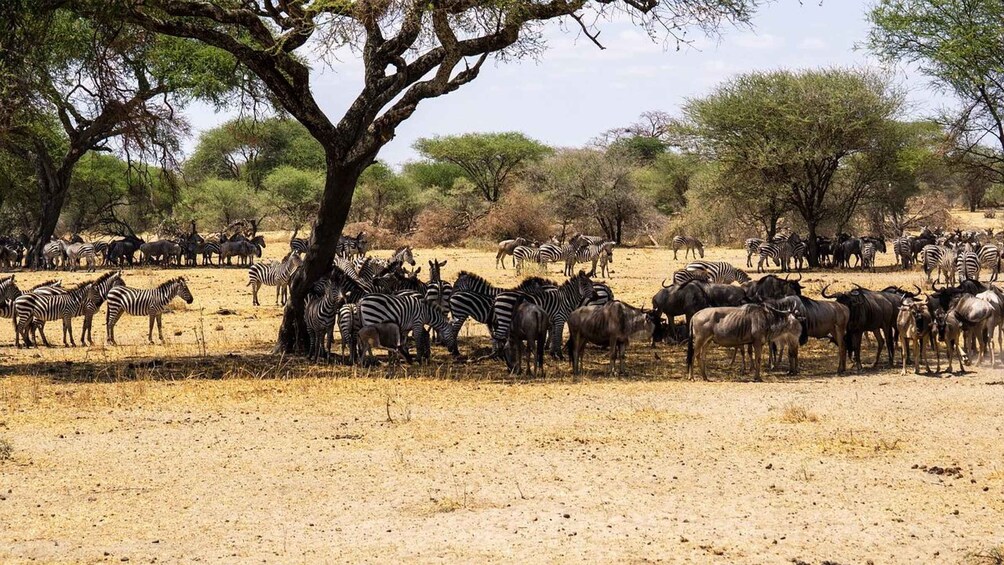 A herd of zebras and wildebeests in a dry savanna landscape with sparse trees. 3