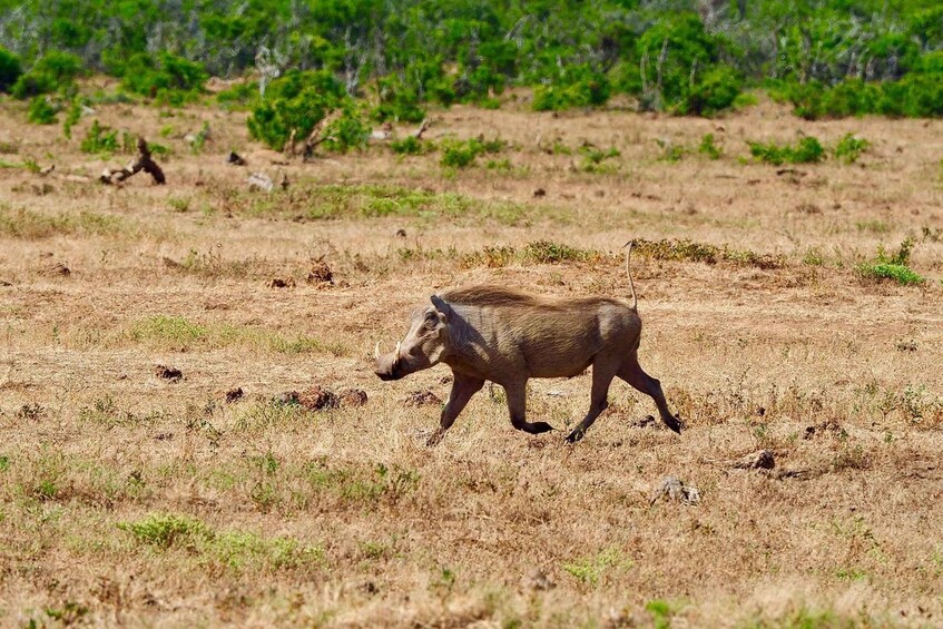 A wild boar walking across a dry grassland with sparse vegetation and a backdrop of dense green bushes. 2