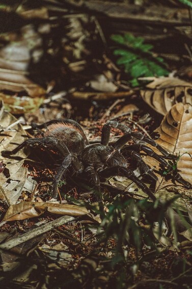 A large spider on the ground surrounded by dry leaves and twigs. 1
