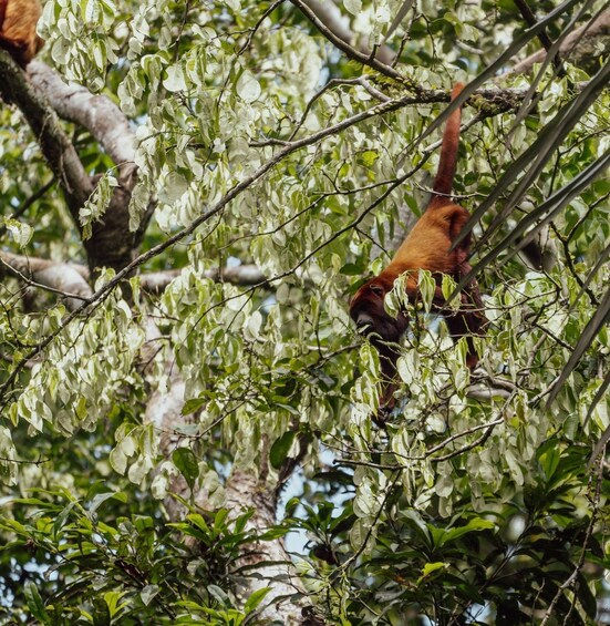 A monkey hanging from a tree branch amidst dense foliage. 2