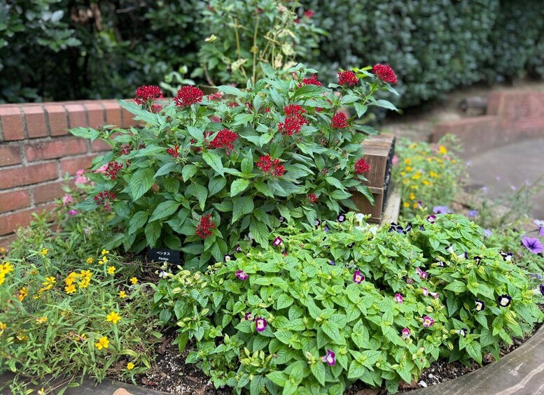 A garden with a variety of plants, including a prominent bush with red flowers and a sign labeled 'Pentas.' 2
