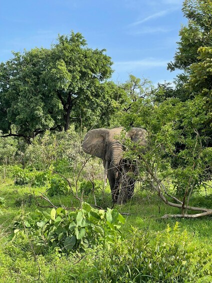 An elephant in a lush green forest with dense foliage and trees. 5