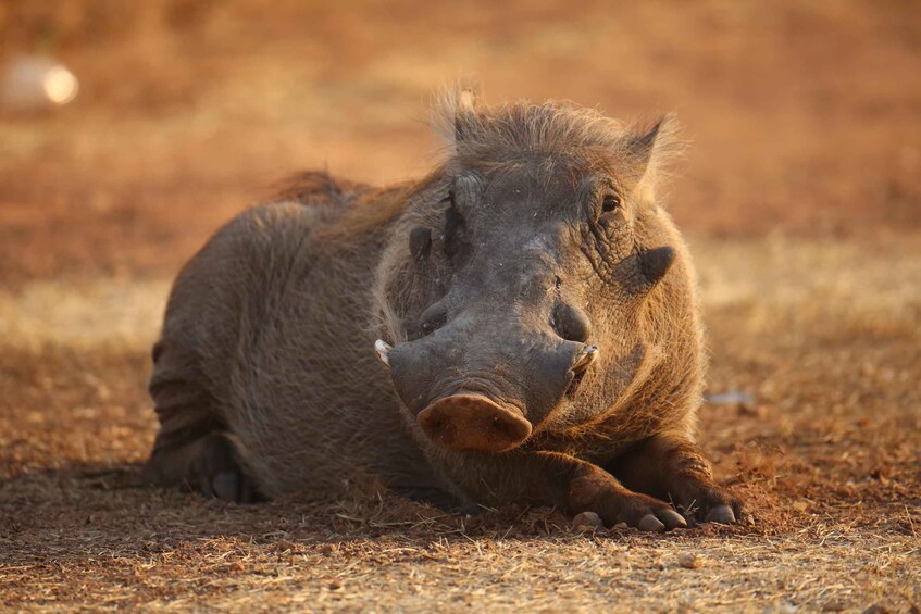 A wild boar lying on dry grass. 1