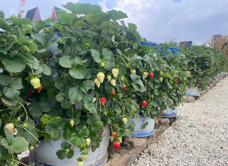Rows of strawberry plants in white pots with green leaves and red berries. 4