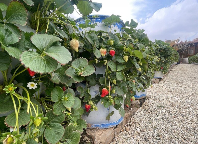 A row of strawberry plants growing in large pots along a gravel path. 5
